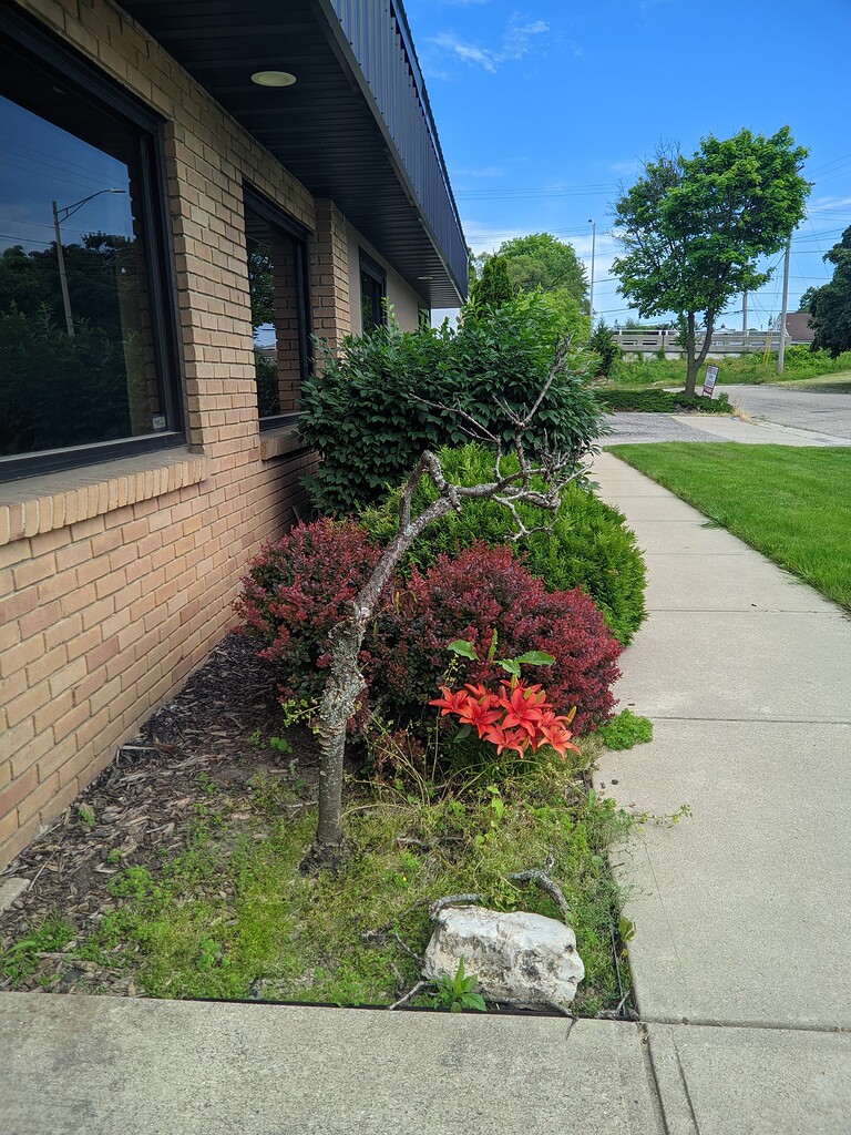 Trimming Bushes - Volunteer Tasks - Lansing Makers Network