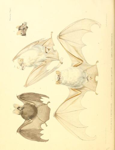 zoologyofvoyageo11hind_bat
